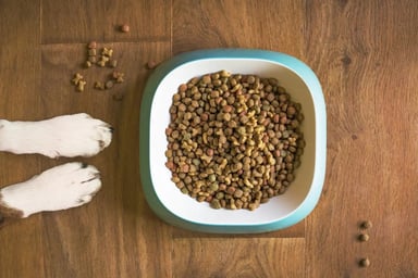 Homemade Grain Free Dog Food: Is It Right for Your Dog?